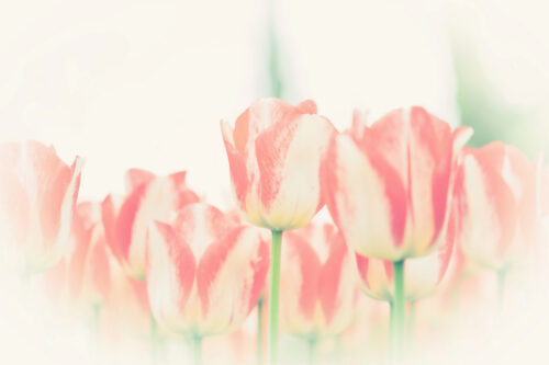 trudy neeven_Poldertuin 3